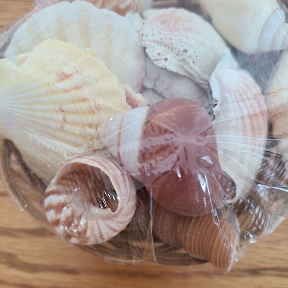Seashells Basket - Mixed Assortment Sea Shells - Decor Or Crafting - Set of Two - Picture 5 of 10